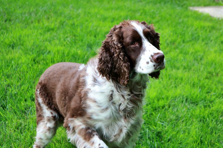 English Springer Spaniel Bench Vs Field: What Is The Main Difference?