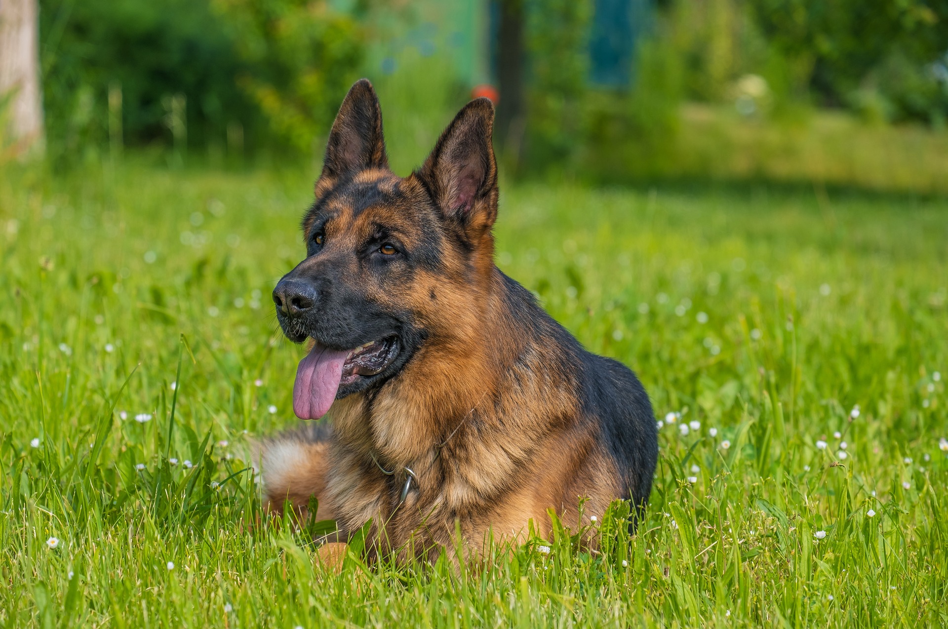 GSD Vs Border Collie: Comparing Traits And Temperaments Of Working Dogs