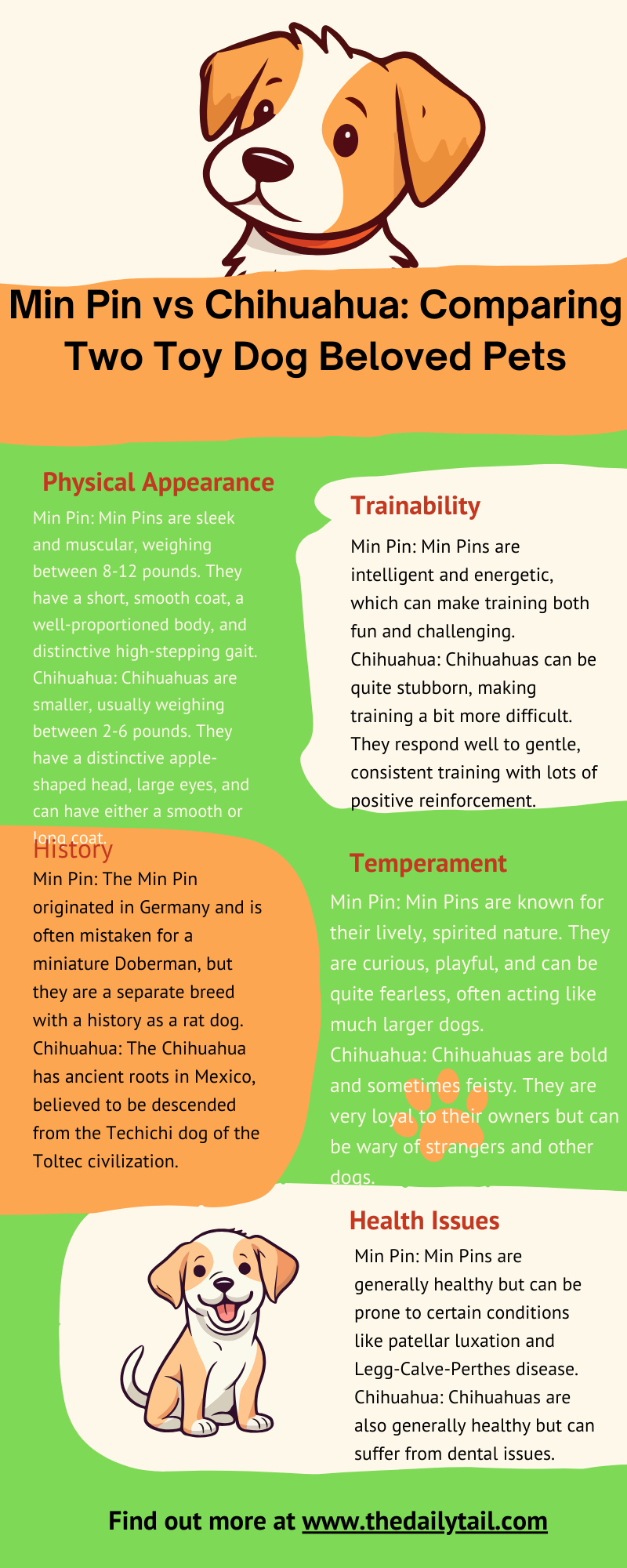 min pin vs chihuahua infographic