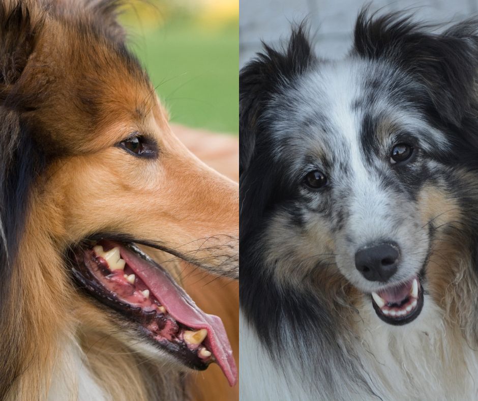 rough collie vs shetland sheepdog