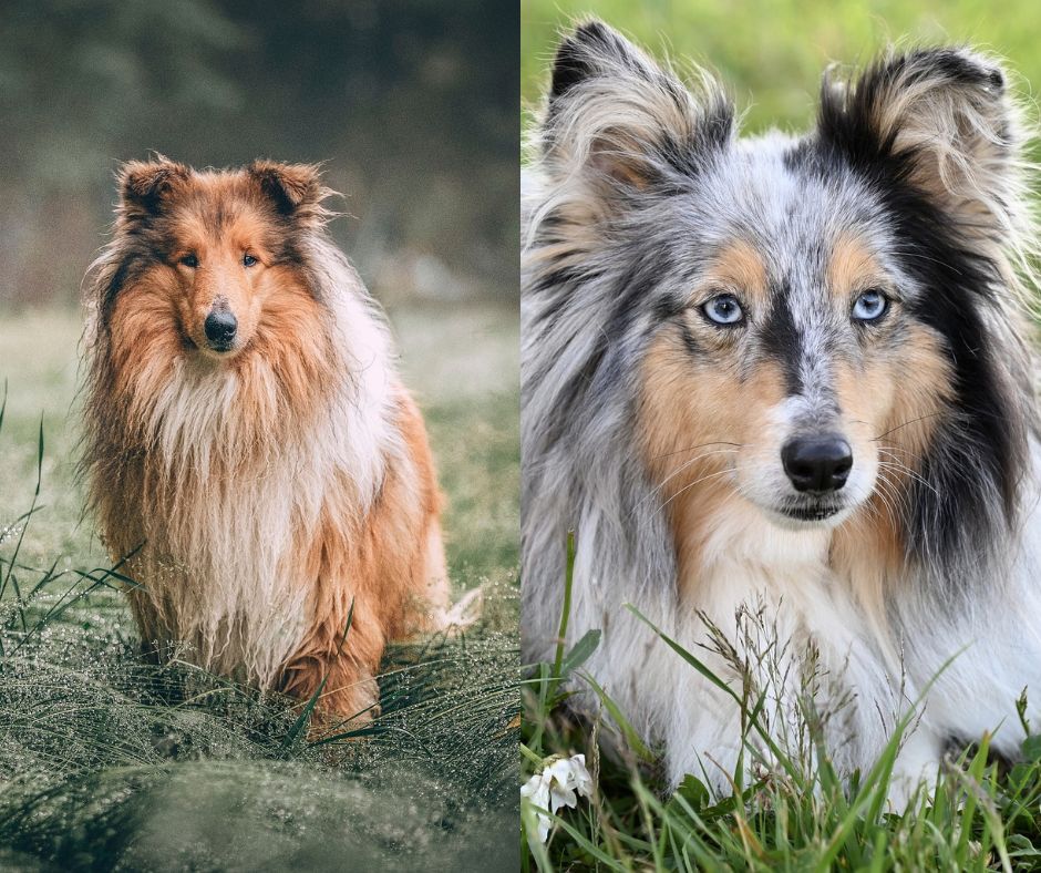 shetland sheepdog vs collie