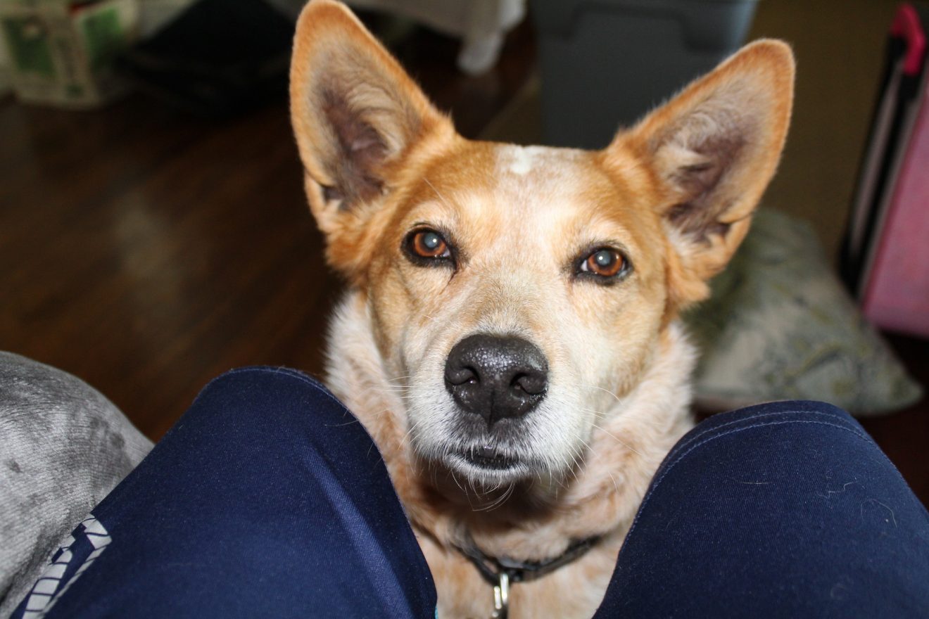 Red Heeler Vs Dingo: Understanding The Differences Between These Canine ...