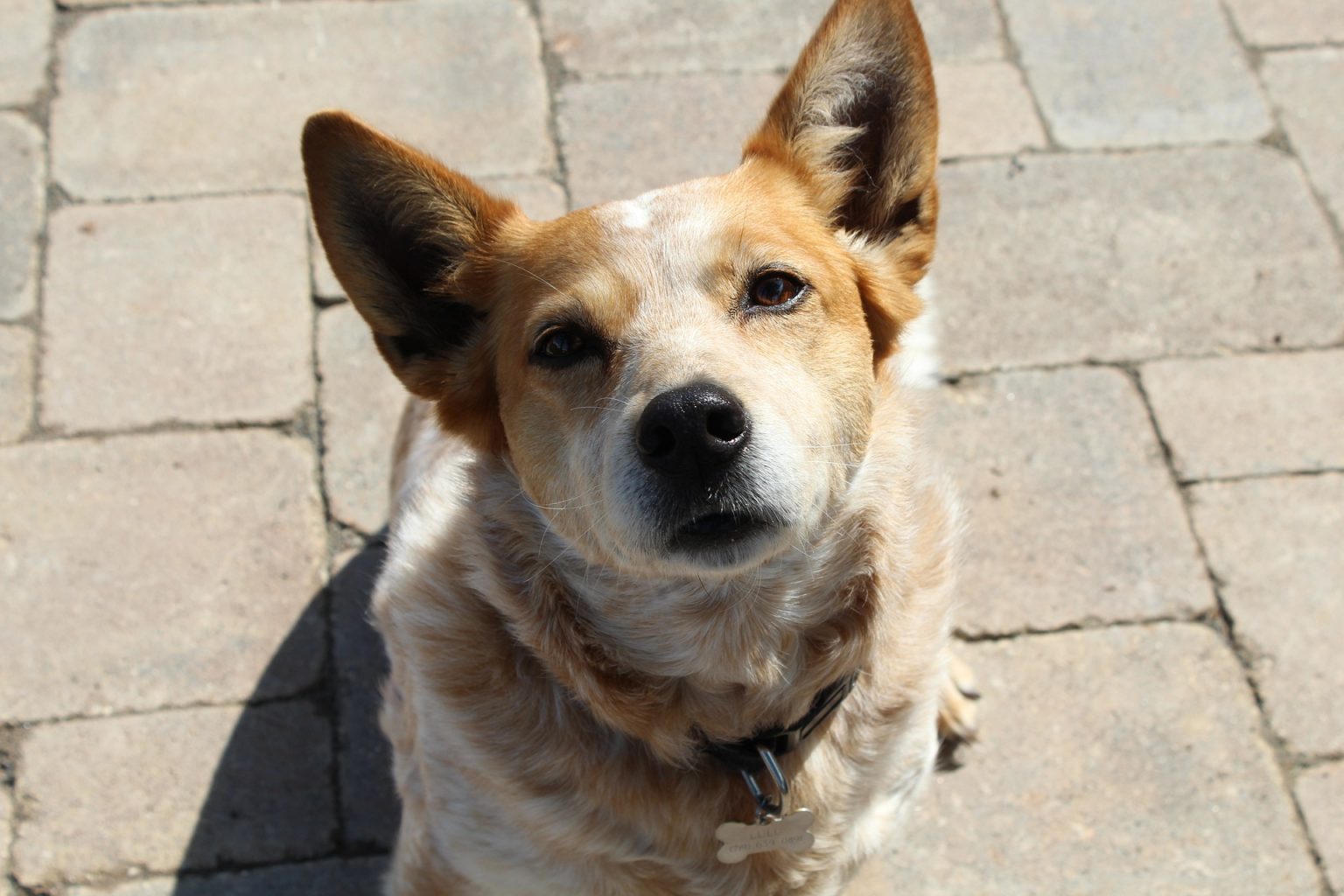 Red Heeler Vs Dingo: Understanding The Differences Between These Canine ...