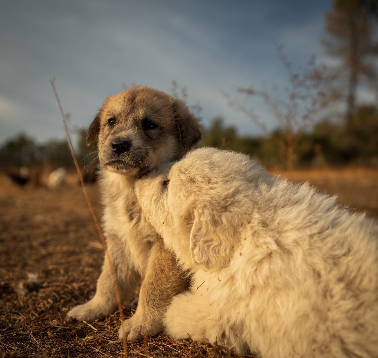 Karakachan Vs Great Pyrenees: Comparing Guardian Dog Breeds