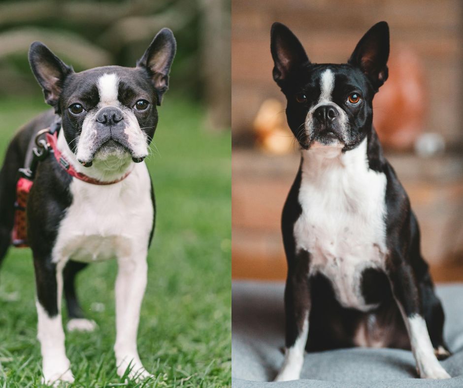 male vs female boston terrier