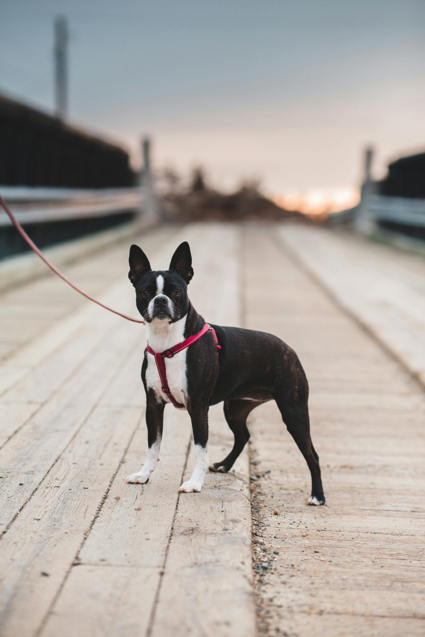 Boston Terrier Male Vs Female: Comparing Traits And Temperaments