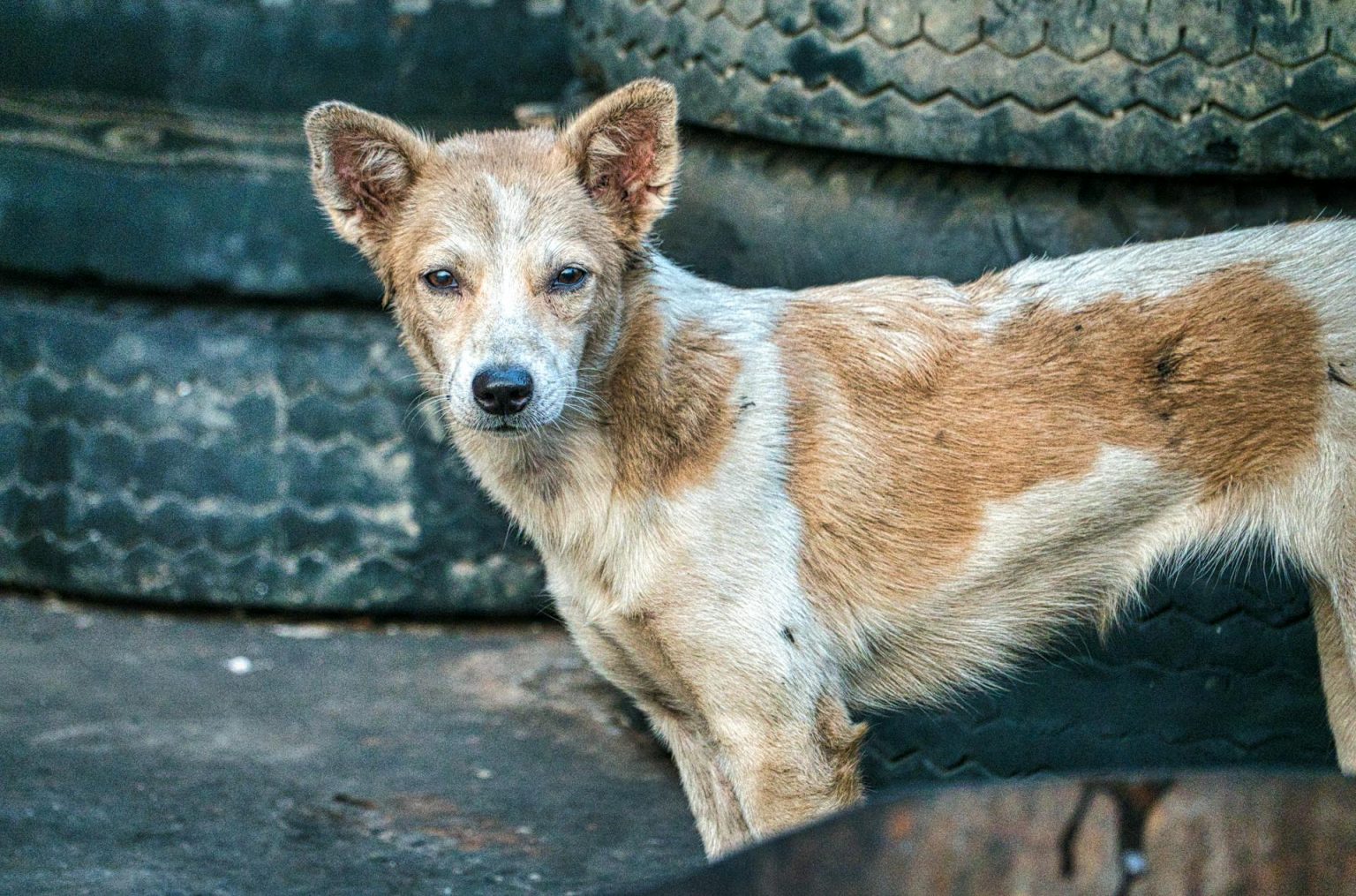 Red Heeler Vs Dingo: Understanding The Differences Between These Canine ...