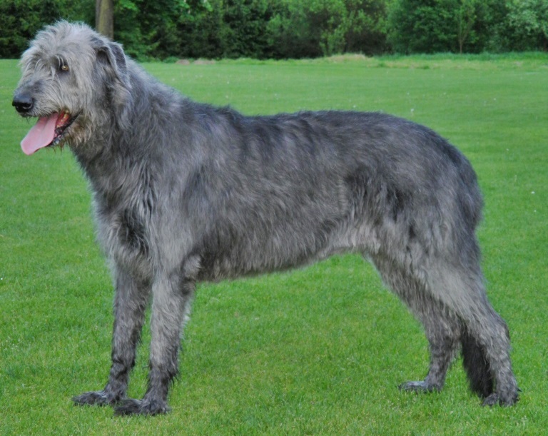 2 Irish Wolfhound 4