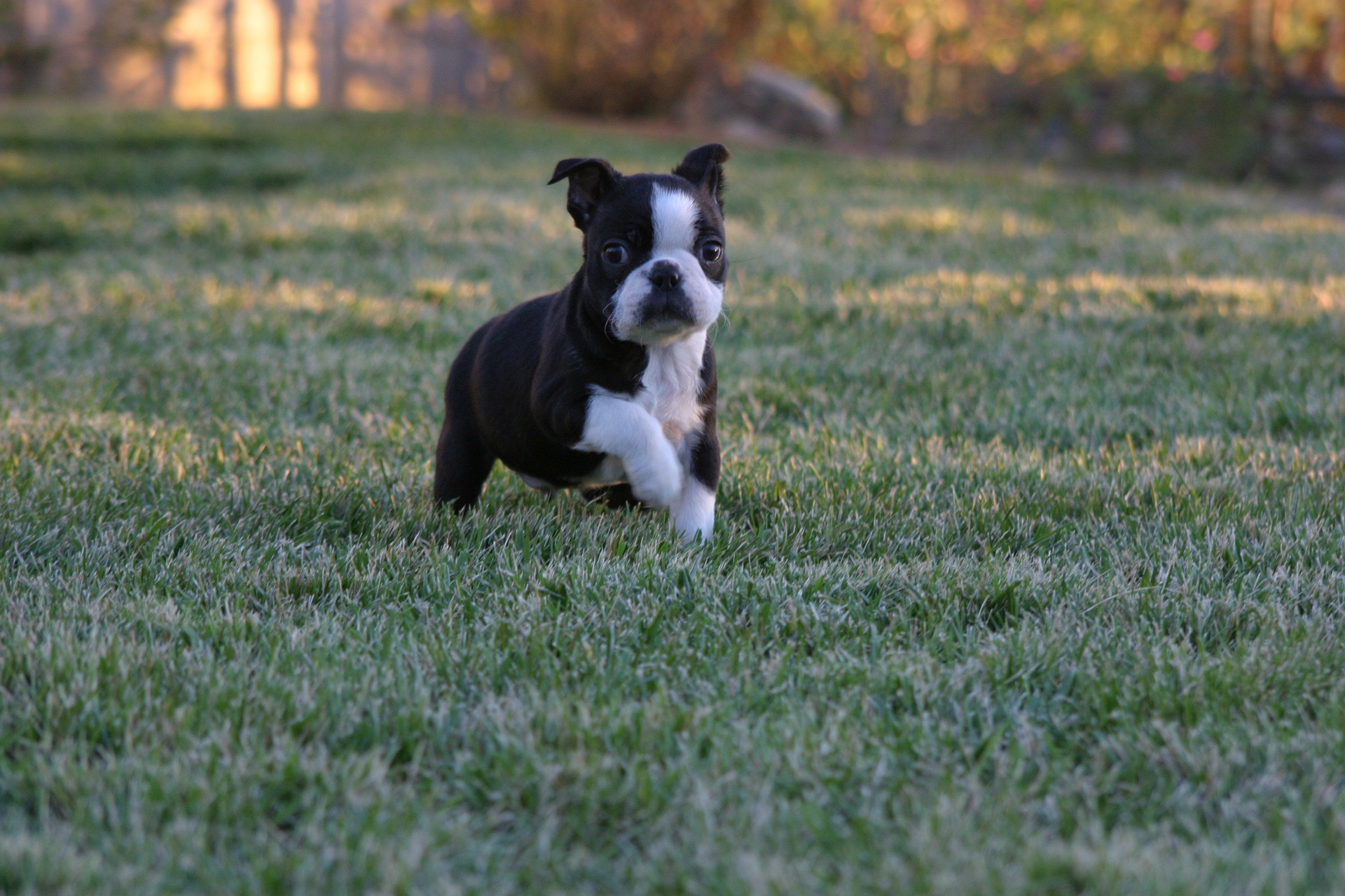 boston terrier 7616549 1920