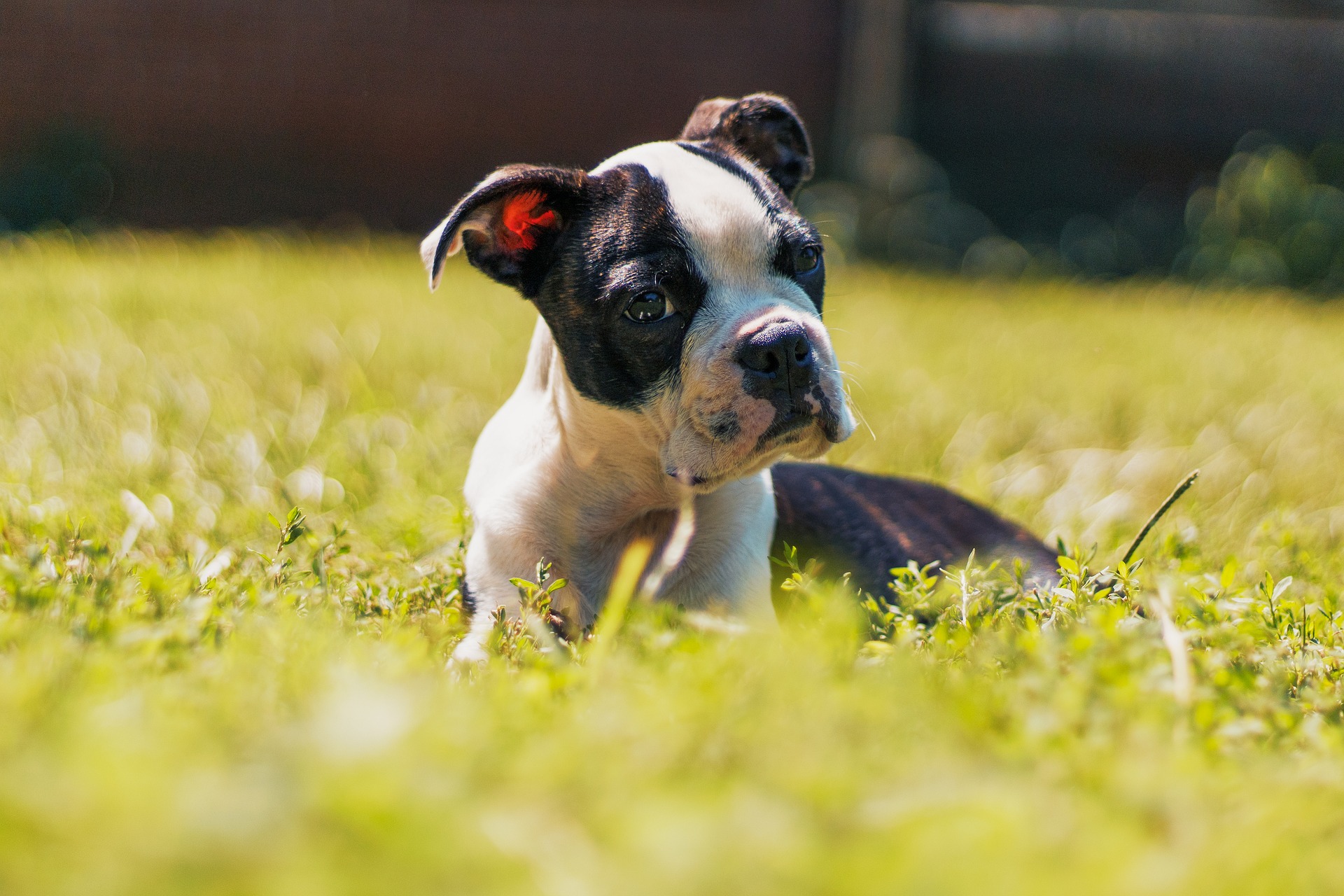 boston terrier 8224348 19201