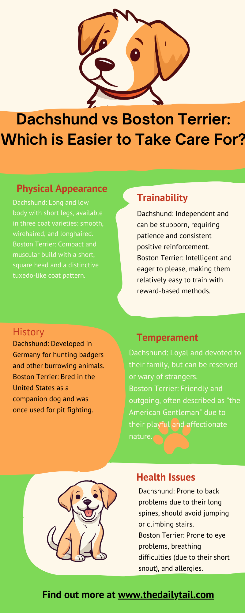 dachshund vs boston terrier infographic