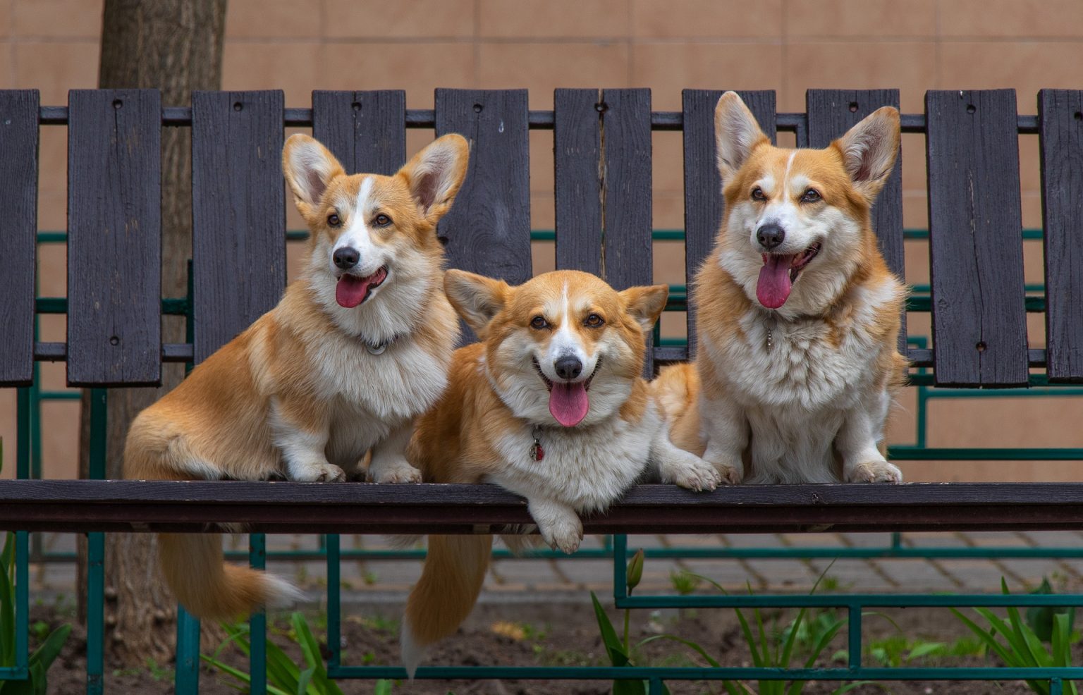 Meet The Fluffy Corgi: A Comprehensive Guide To The Unique Canine