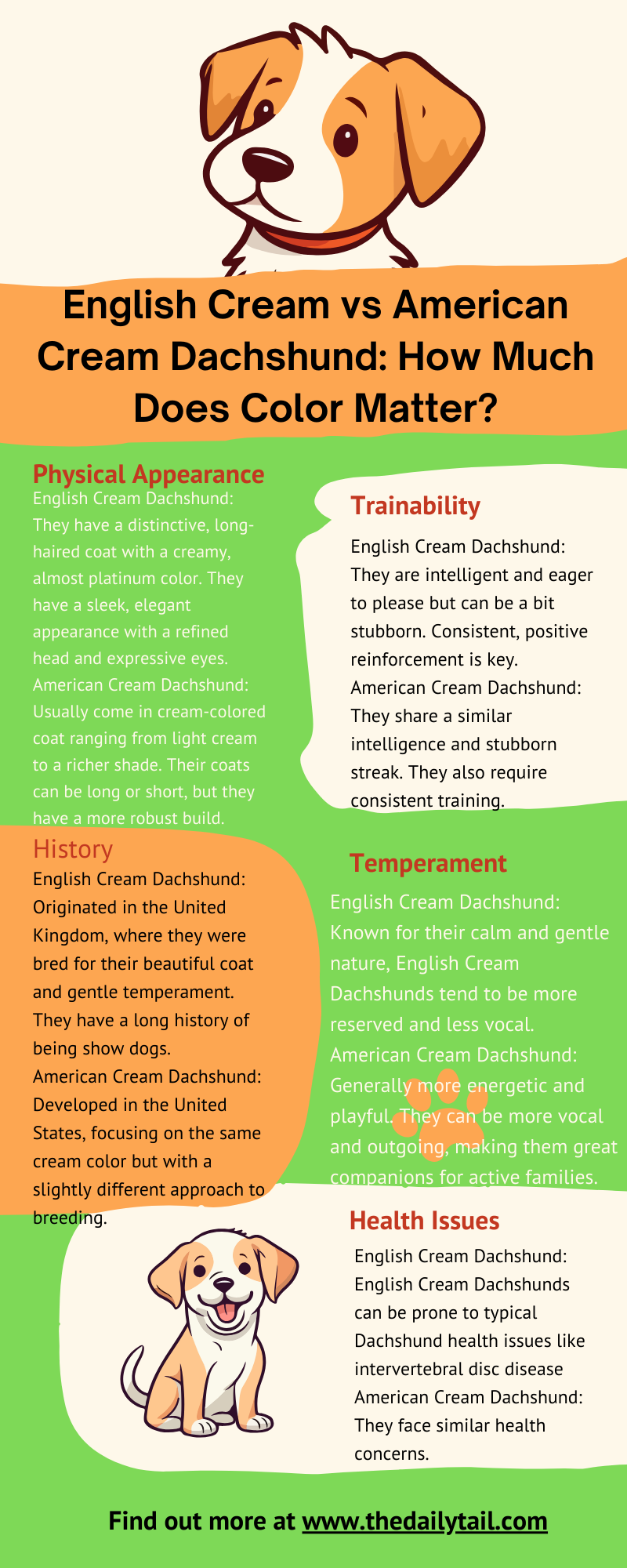 english cream vs american cream dachshund infographic