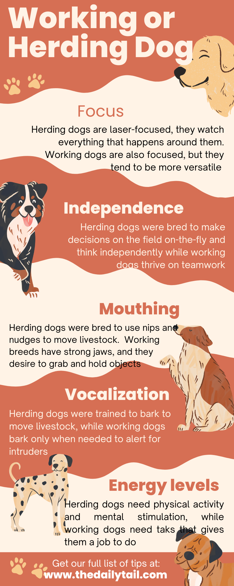 herding dog vs working dog infographic