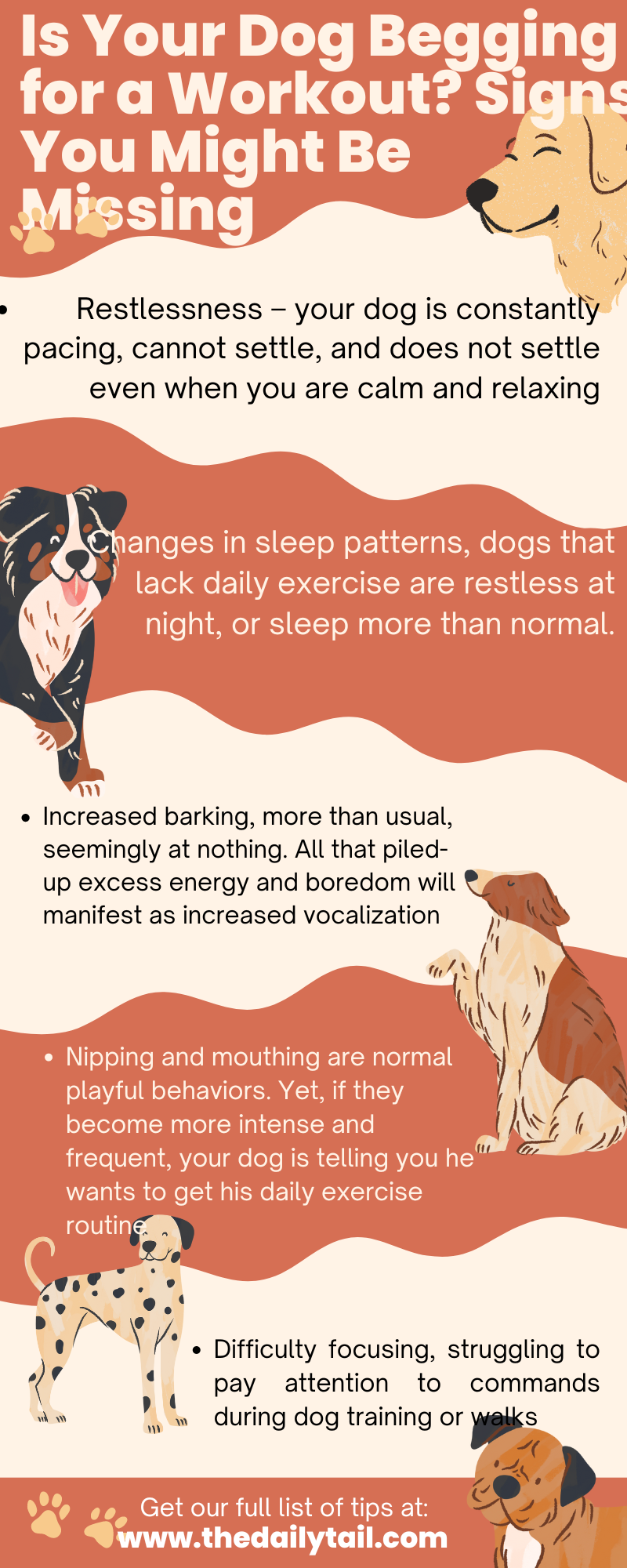 how much exercise does a dog need