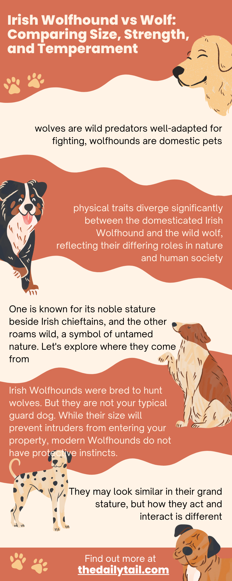 irish wolfhound vs wolf infographic