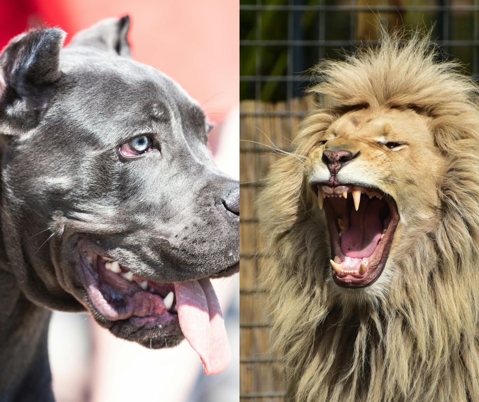 cane corso bite force vs lion 1 1