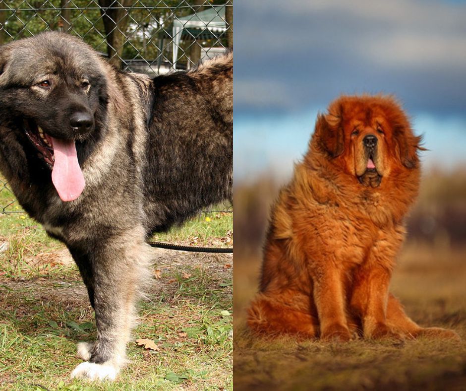 Caucasian Shepherd Vs Tibetan Mastiff: Which Powerful Protector Is Better?