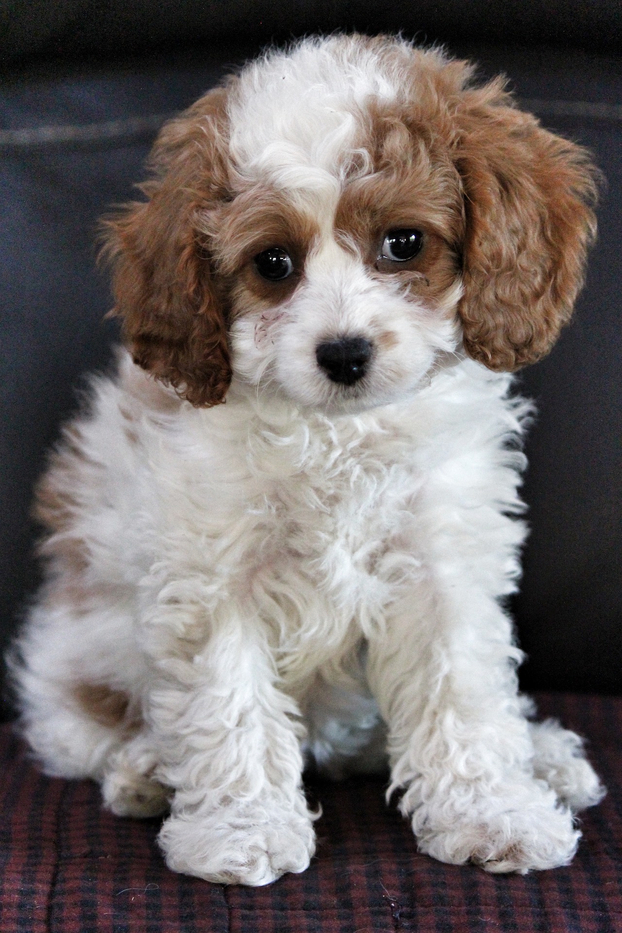 cavapoo 8479022 19201