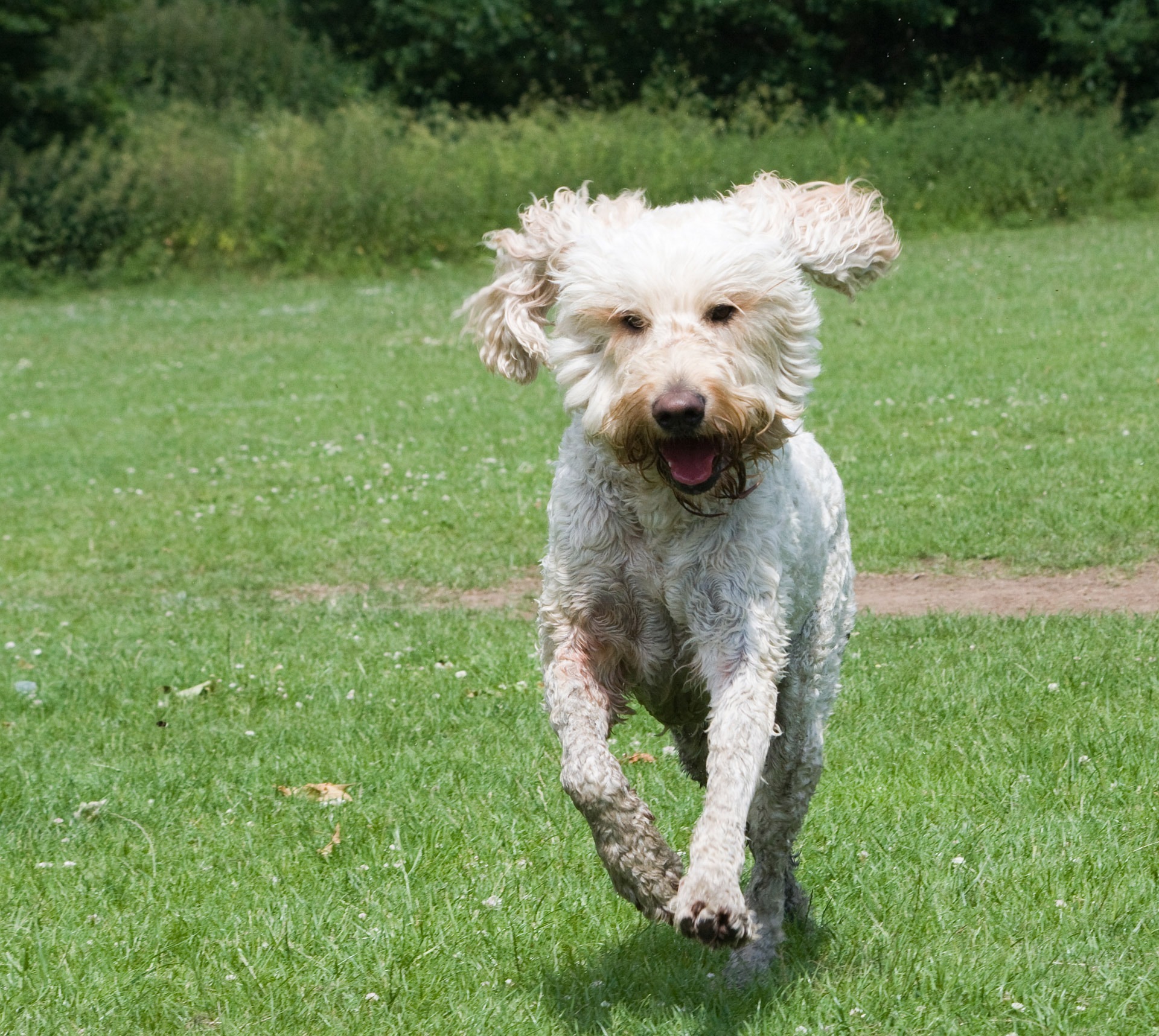 goldendoodle 164935 1920