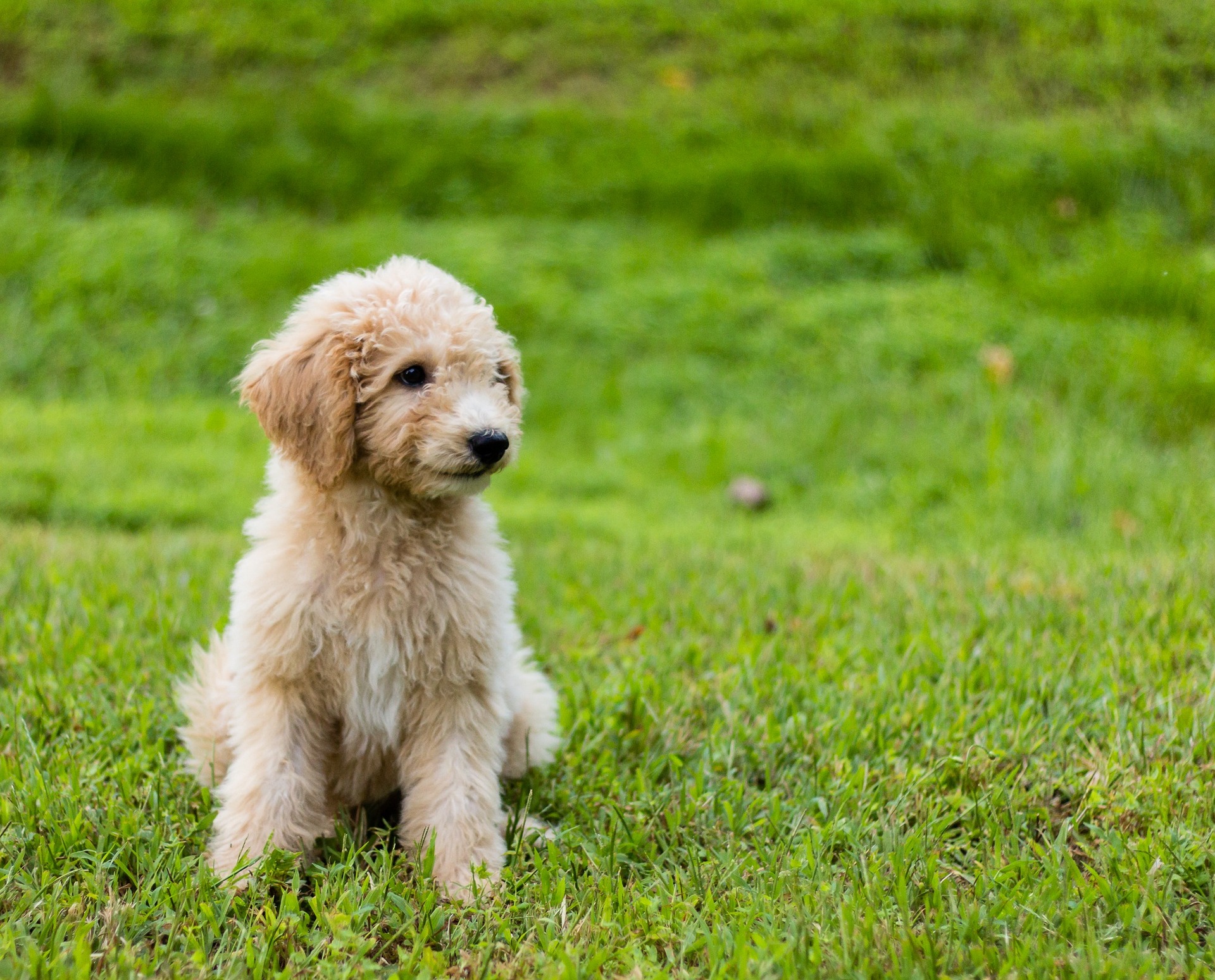 goldendoodle 1895140 1920