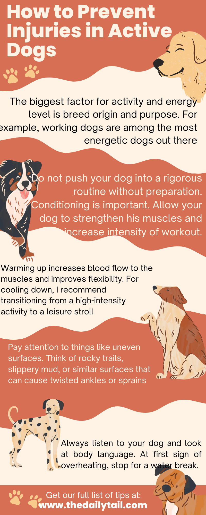 how to prevent injuries in active dogs inforgraphic