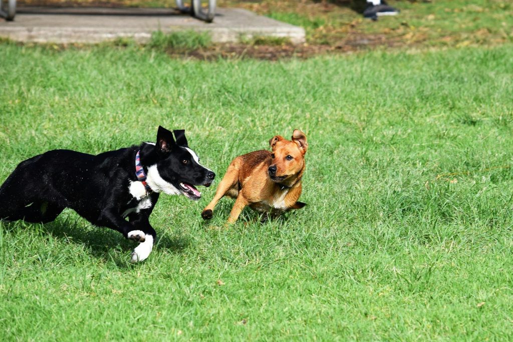 Chase Away The Chase: Keeping Your Dog Safe During Encounters