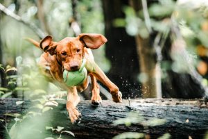 how to prevent injuries in active dogs