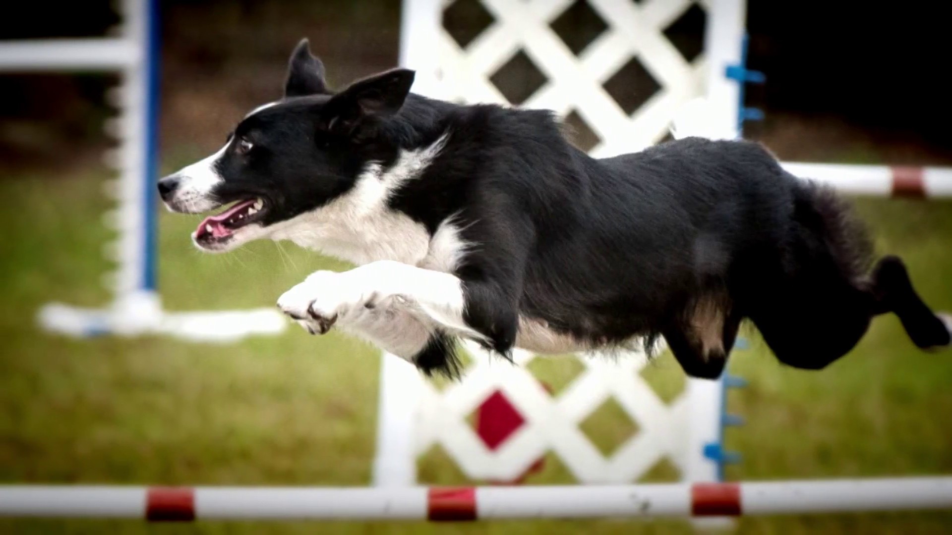 1654816737452 nn cbe farm dog of the year 220609 1920x1080 8z25gt