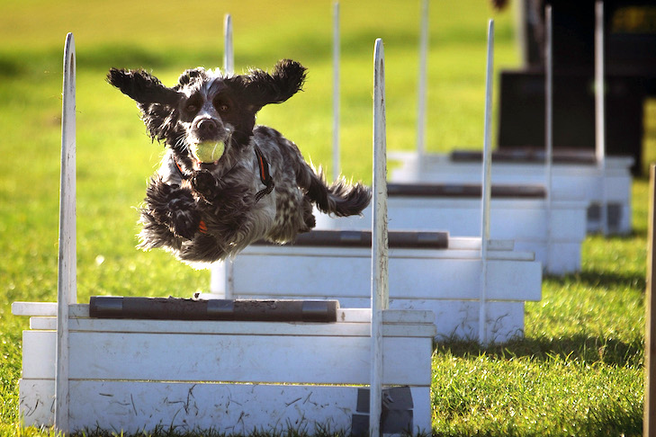 English Cocker Spaniel participating in Flyball