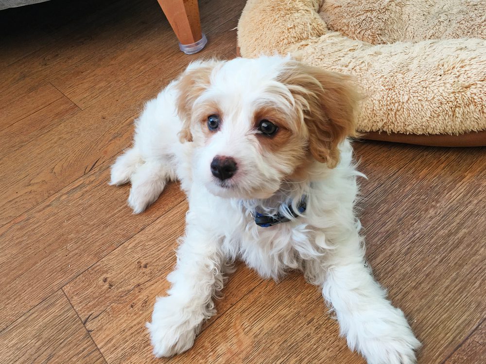 White and tan Cavachon lying on a wood floor