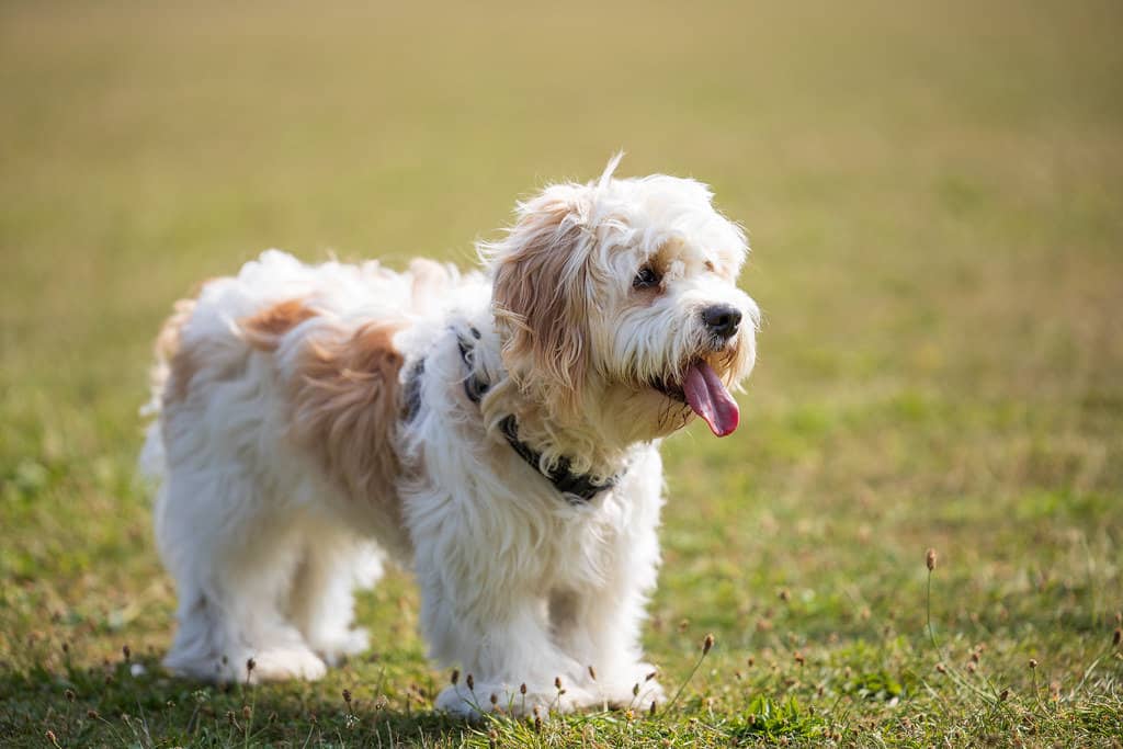 cavachon