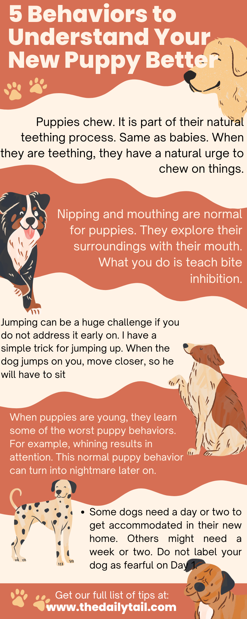 puppy behavior infographic