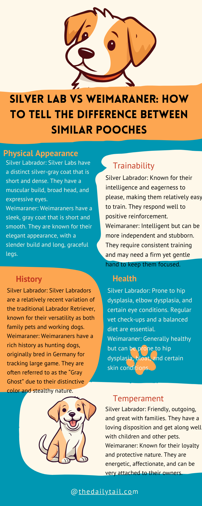 silver lab vs weimaraner infographic