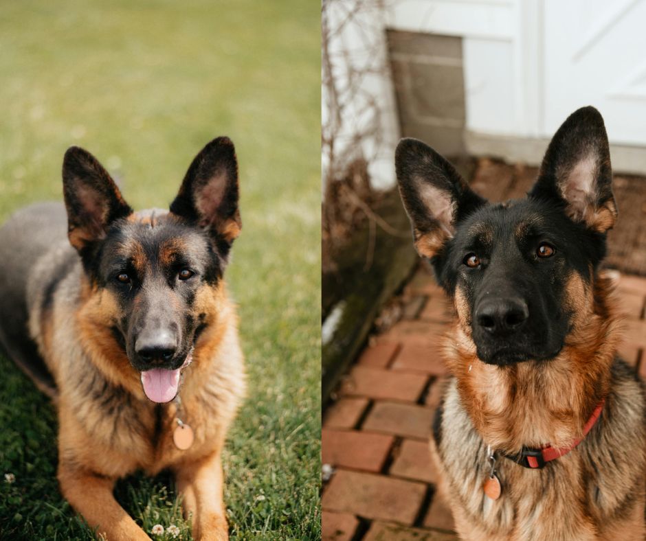 female vs male german shepherd