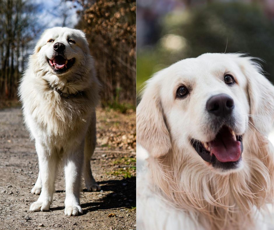 great pyrenees vs golden retriever