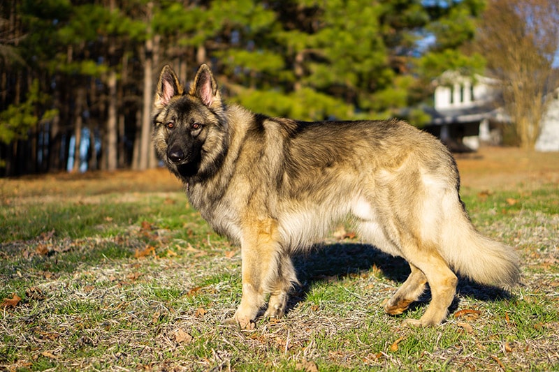 shiloh shepherd 1