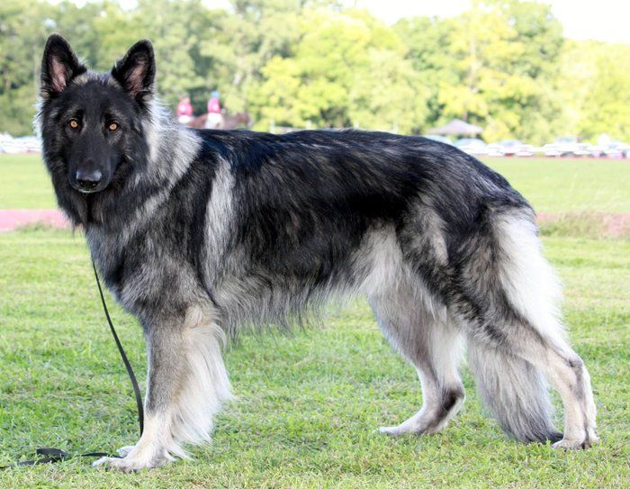 shiloh shepherd 2 1