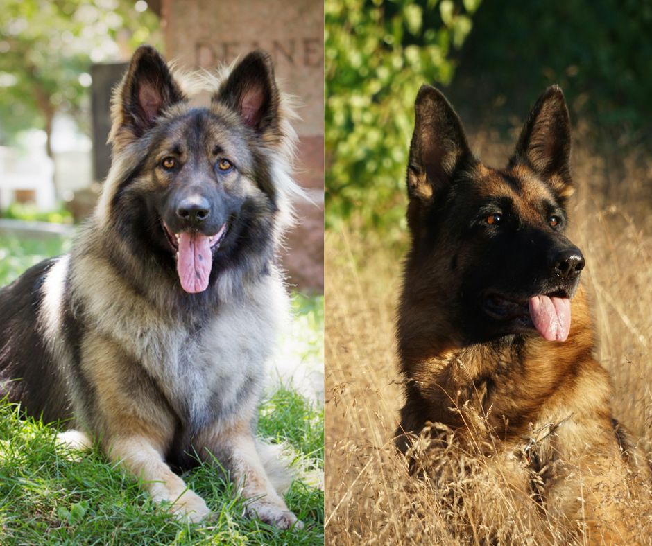 shiloh shepherd vs german shepherd