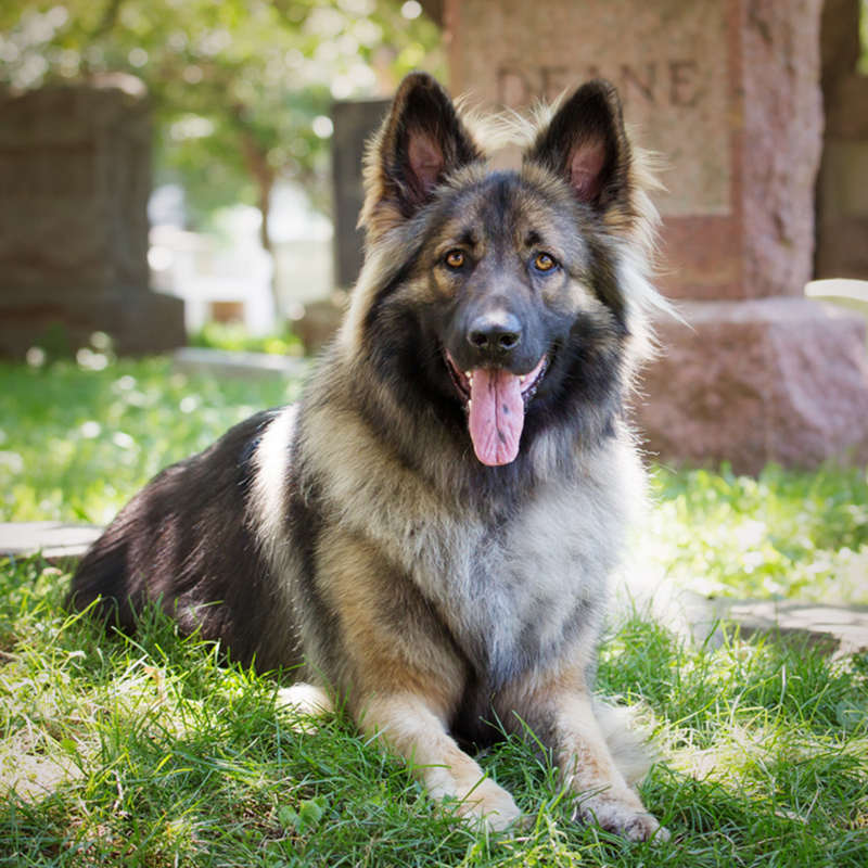 shiloh shepherd3