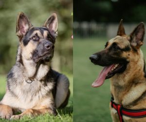 Eastern European Shepherd vs German Shepherd