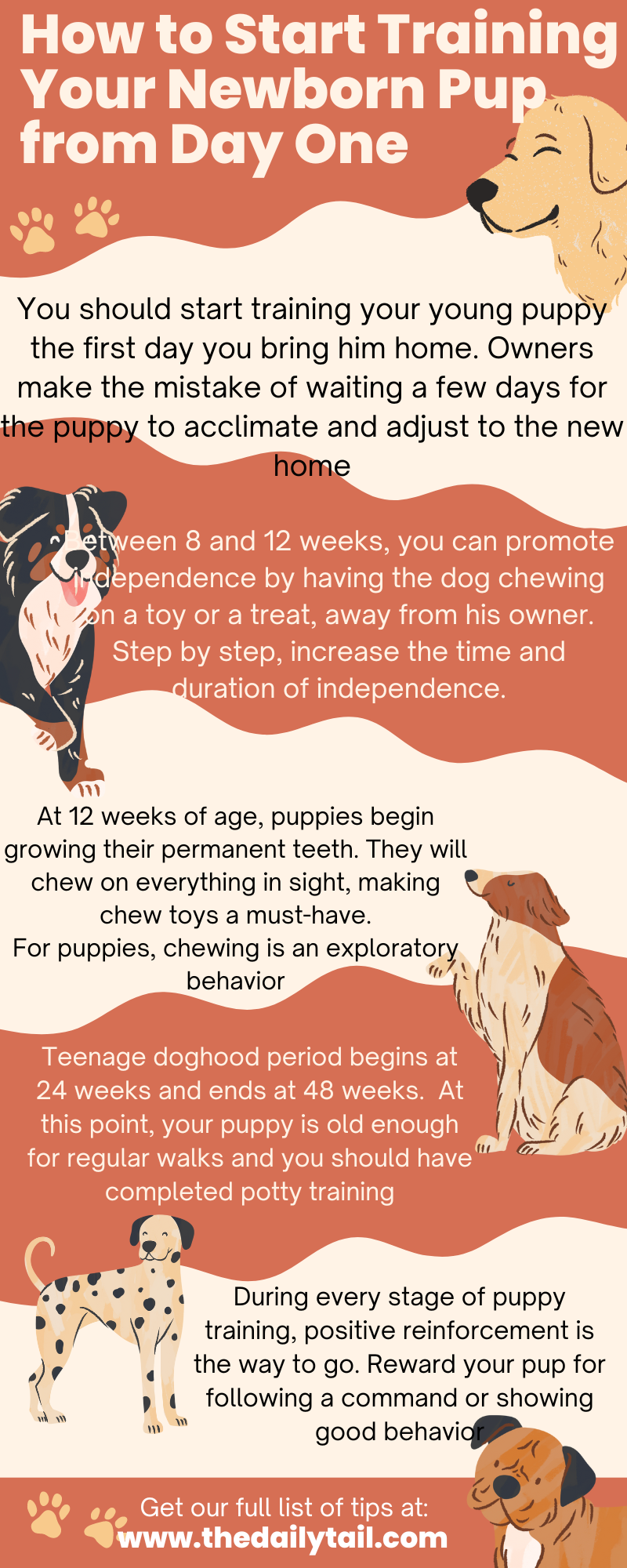 how to train a newborn puppy infographic