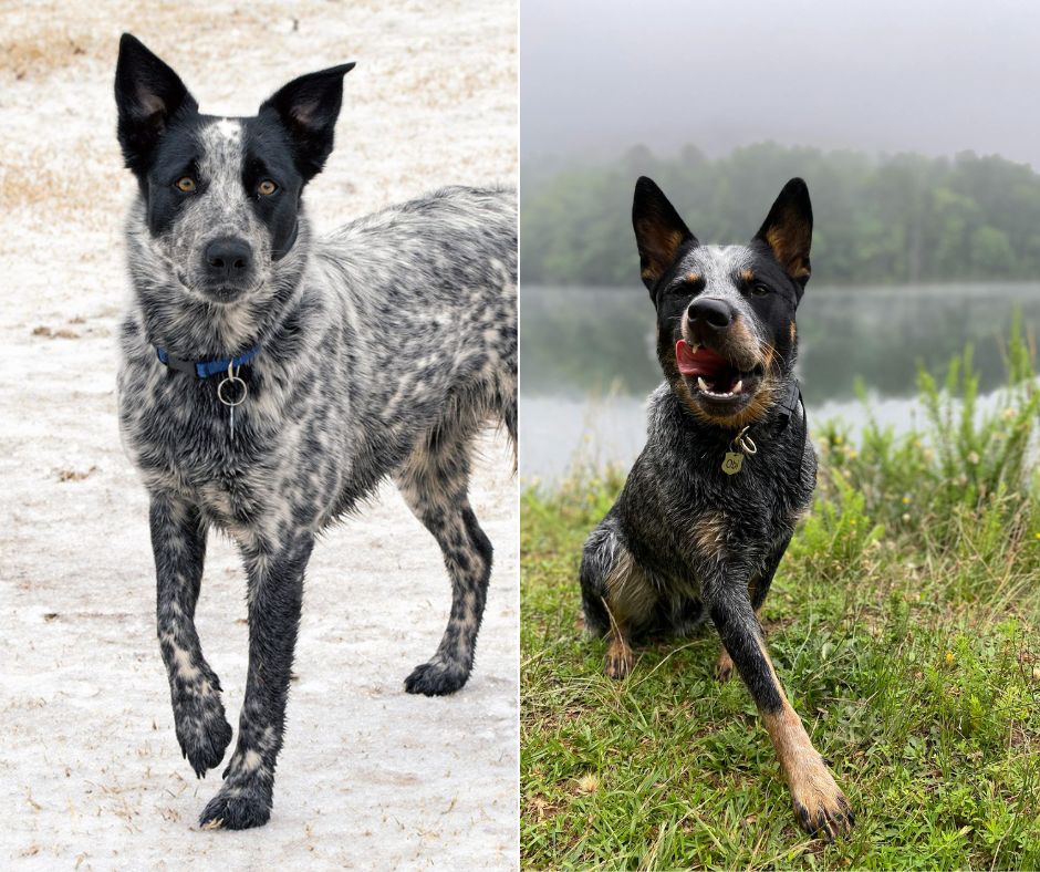 Texas Heeler vs Blue Heeler