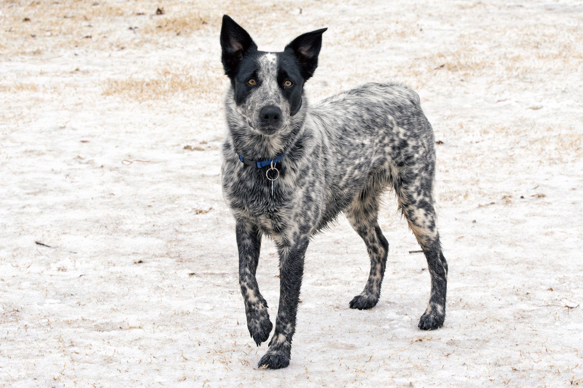 texas heeler 1