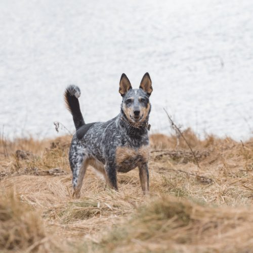 texas heeler 2