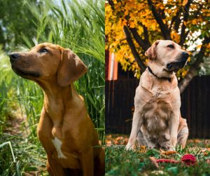 Rhodesian Ridgeback vs Labrador