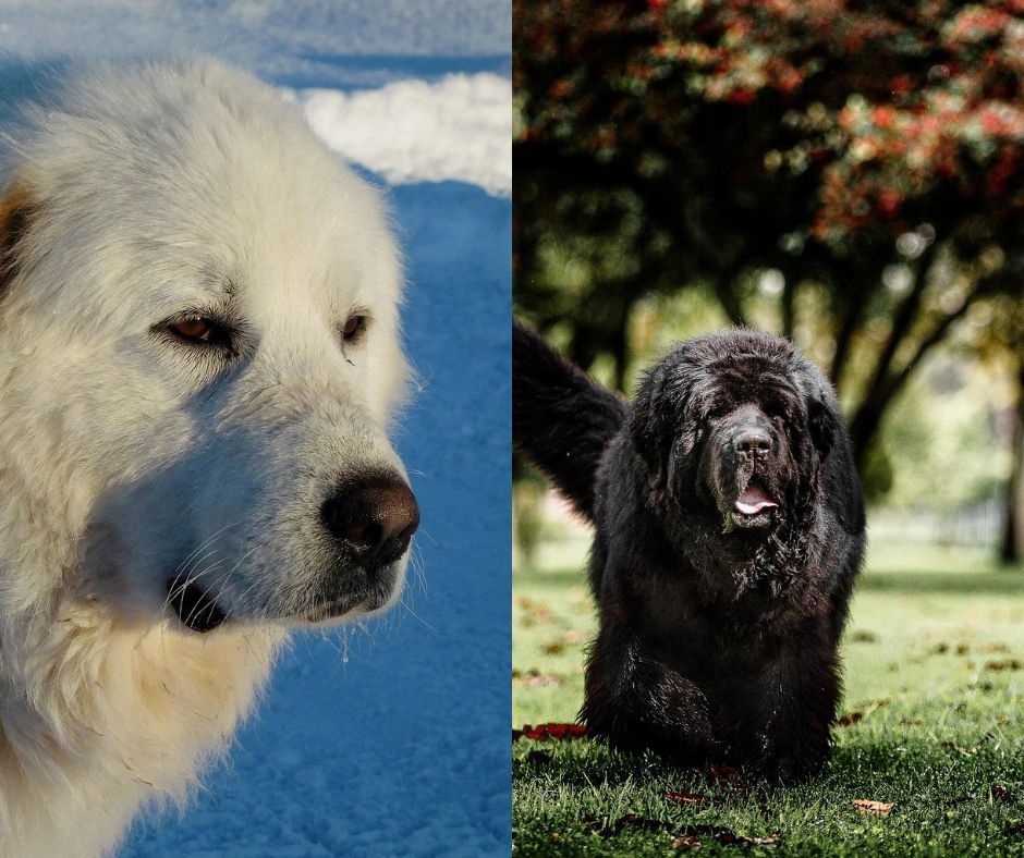 Great Pyrenees vs Newfoundland 1