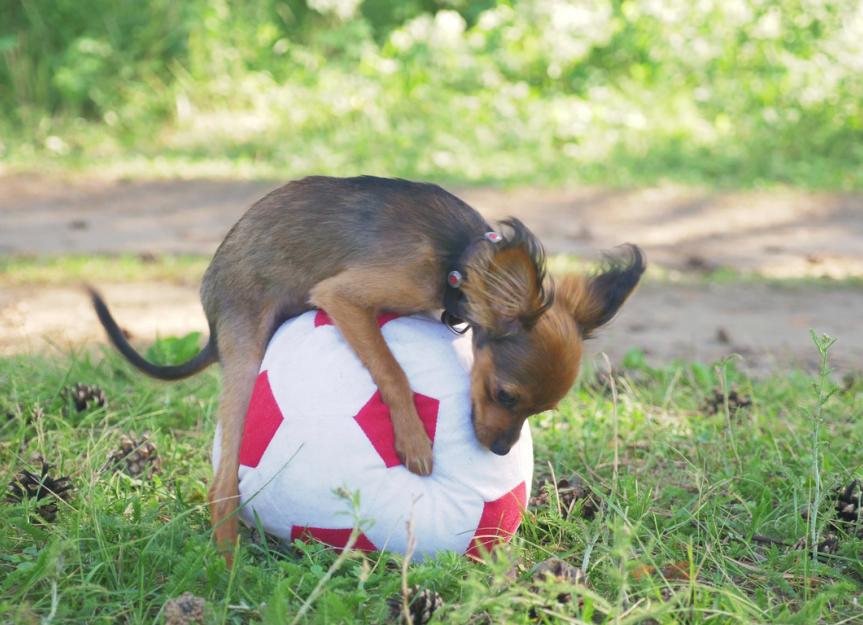 dog humping toy