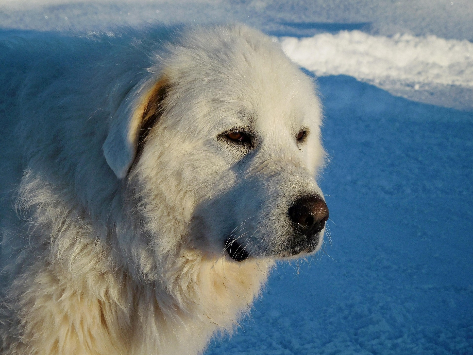 great pyrenees 2536899 1920