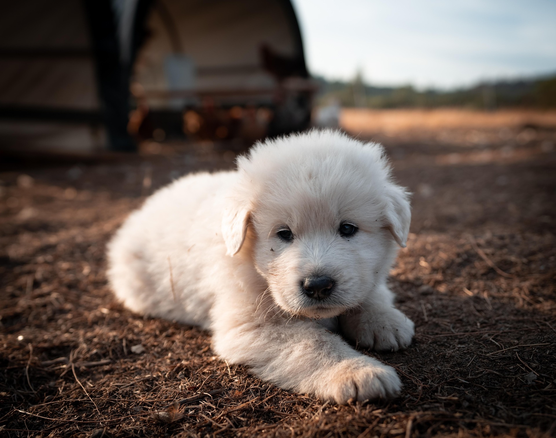 great pyrenees 7617755 1920